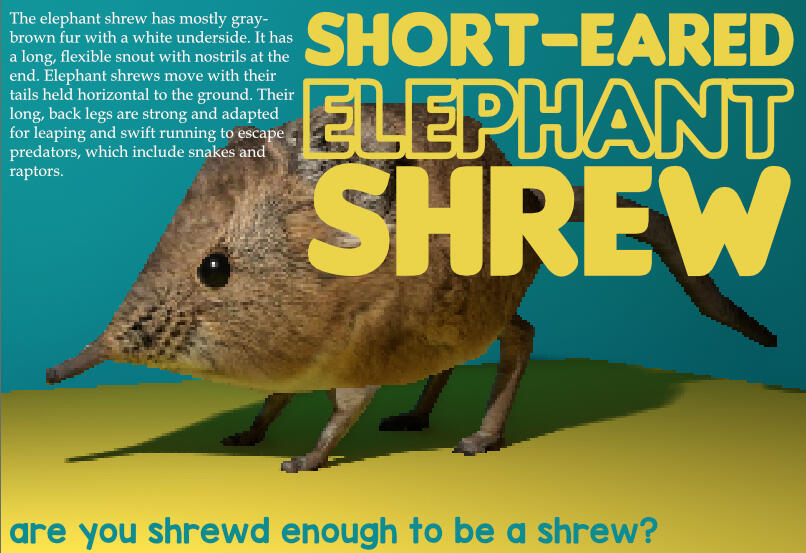 shrew